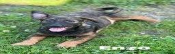 Meticcio cani in regalo: 8 LUPACCHIOTTI cuccioli super simpatici! - Annuncio 5