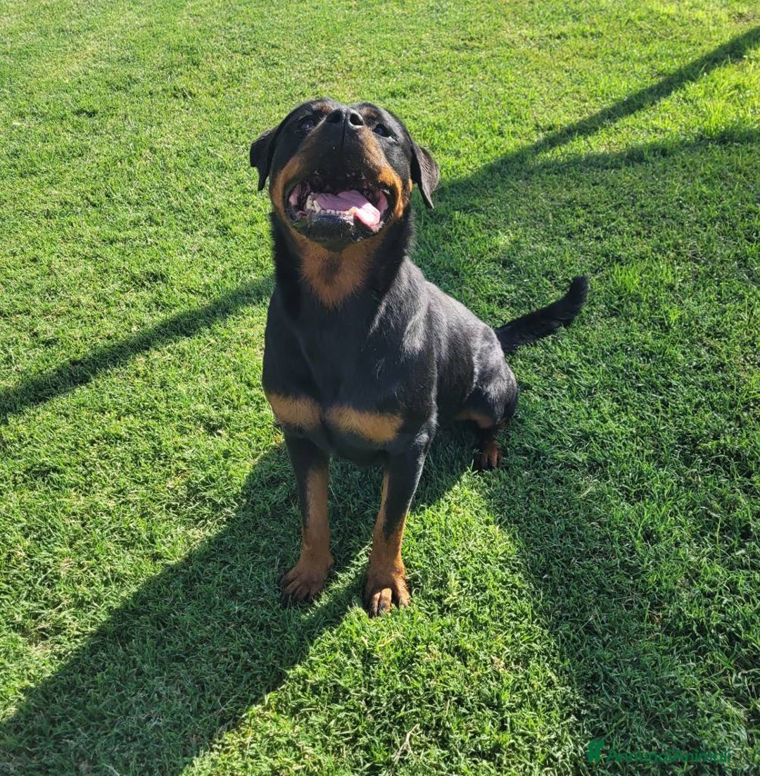 Rottweiler cani in regalo: Straordinaria Rottweiler di nome Beverly - Annuncio 13