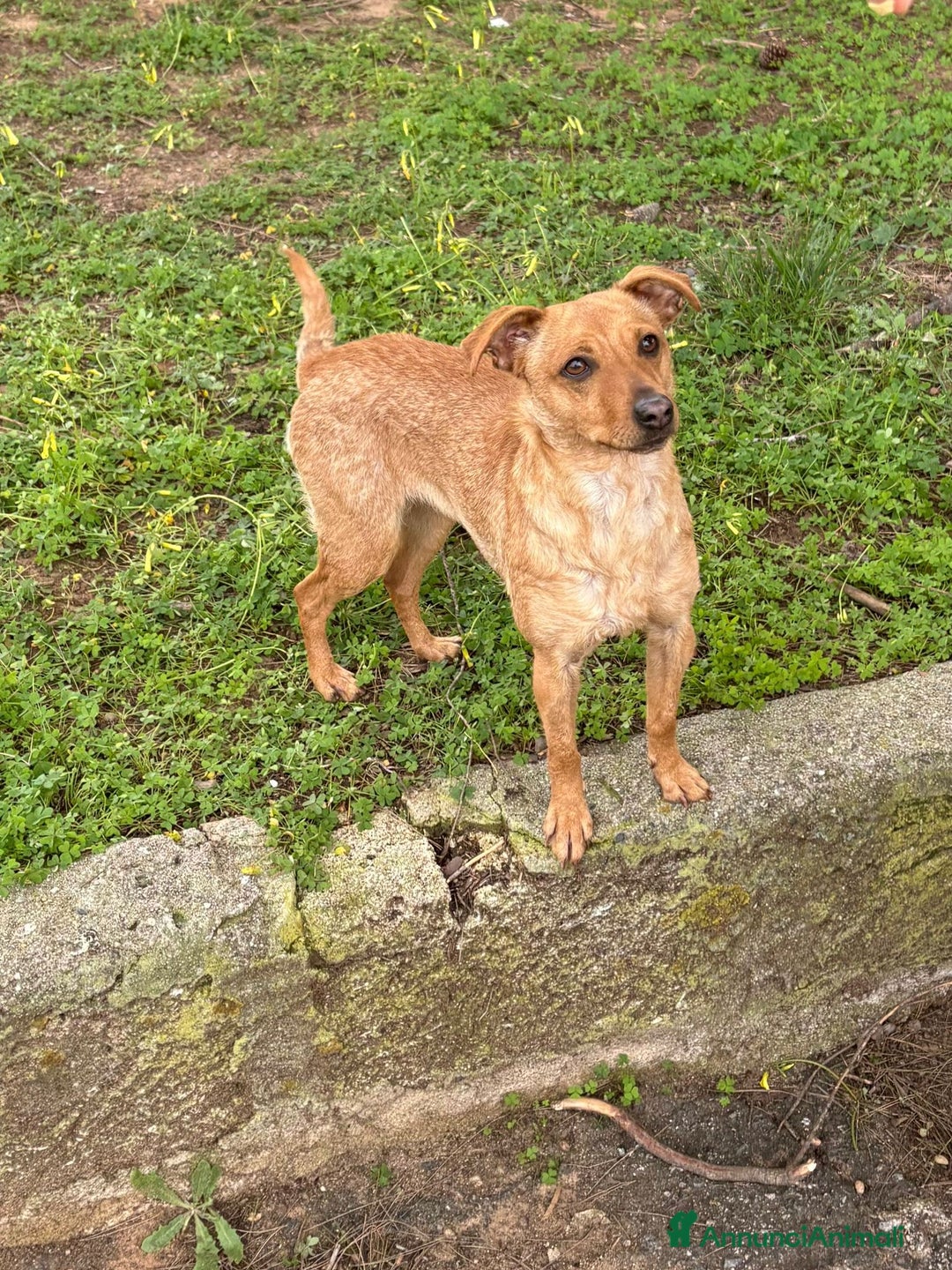 Meticcio cani in regalo: JASMINE 🩷 - fiore bellissimo cerca mamma 😢🥺 - Annuncio 2