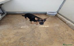 Meticcio cani in regalo: Lucio: cucciolotto taglia piccola timido dolce  - Annuncio 7