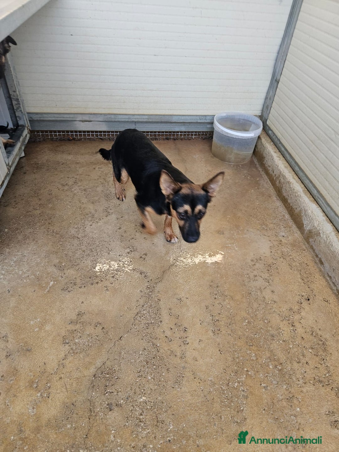 Meticcio cani in regalo: Lucio: cucciolotto taglia piccola timido dolce  - Annuncio 7