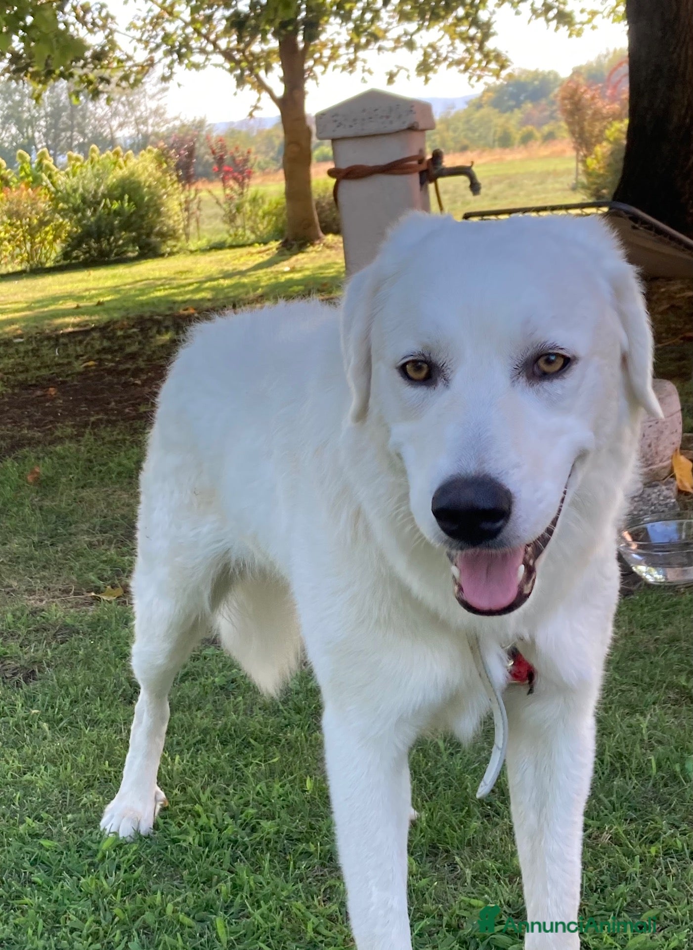 Meticcio cani Bellissima femmina simil Maremmano - Annuncio 13