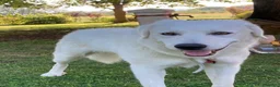 Meticcio cani in regalo: REGALO Bellissima femmina simil Maremmano - Annuncio 5
