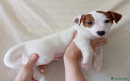 Jack Russell cani in vendita: Jack Russell Terrier maschi a Provincia di Ravenna - Immagine 5