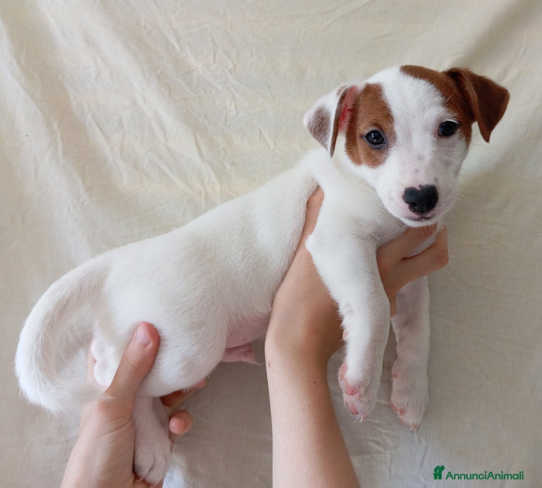 Jack Russell cani in vendita: Jack Russell Terrier maschi a Provincia di Ravenna - Immagine 5
