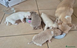 Chihuahua cani in vendita: Chihuahua con pedigree - Immagine 6