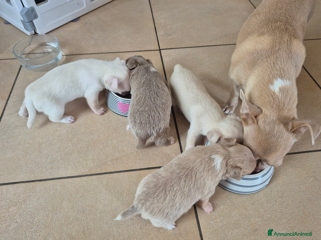 Chihuahua cani in vendita: Chihuahua con pedigree - Immagine 6