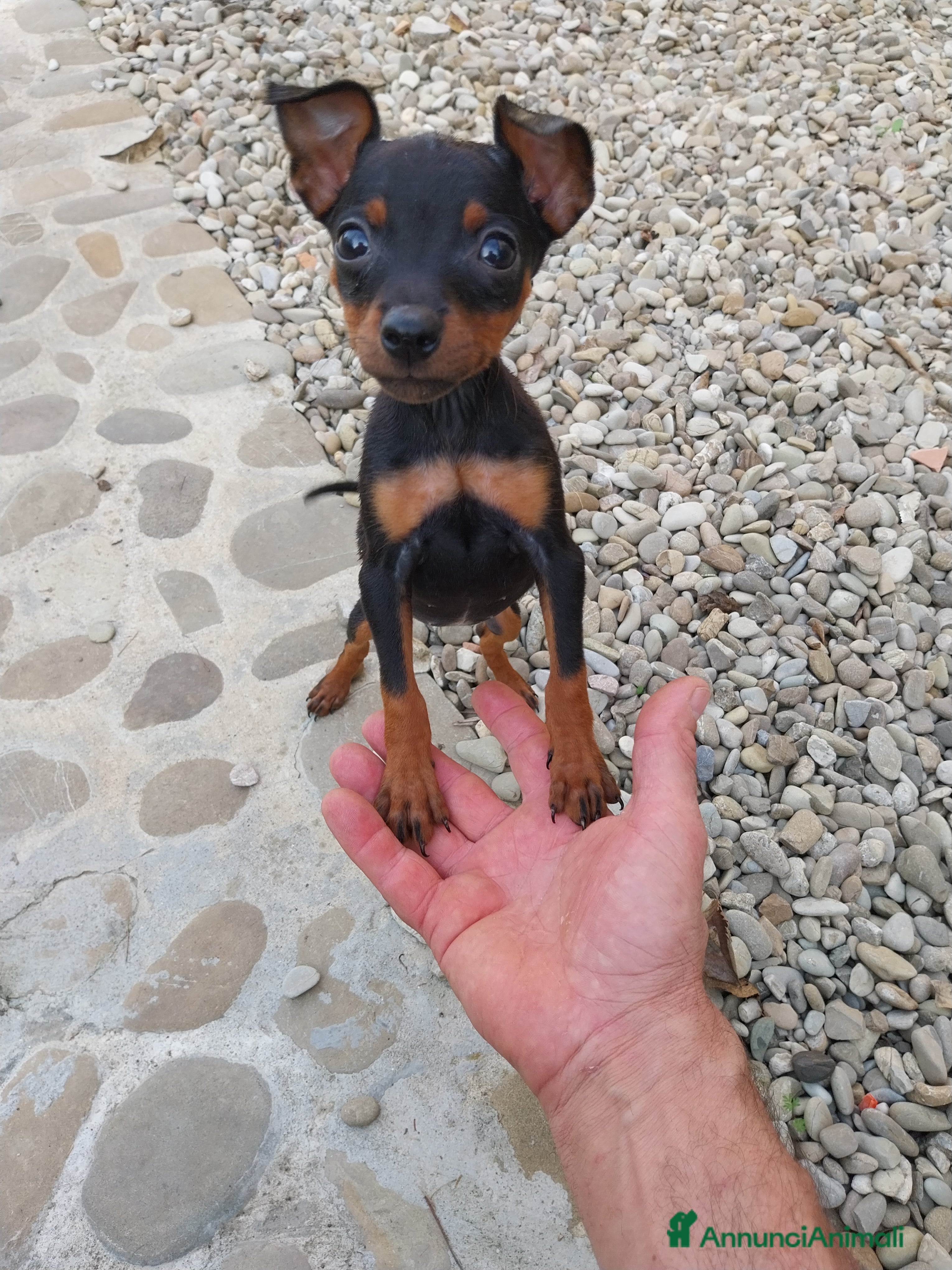 Pinscher Miniatura cani Pinscher nani  - Annuncio 1