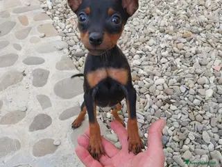 Pinscher Miniatura cani Pinscher nani - Annuncio 2