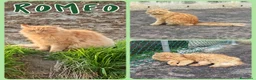 Europeo gatti in regalo: Gatti in adozione - Annuncio 1