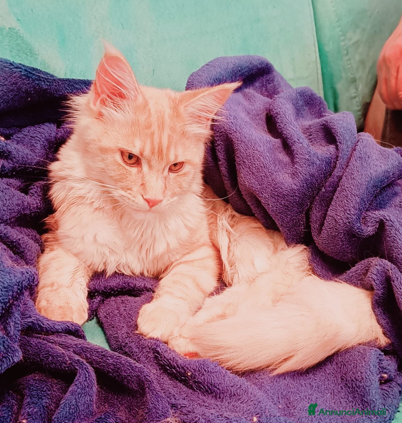 Maine Coon gatti Cucciolo Maine Coon pedigree ANFI  - Annuncio 1