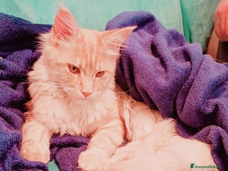 Maine Coon gatti Cucciolo Maine Coon pedigree ANFI - Annuncio 1