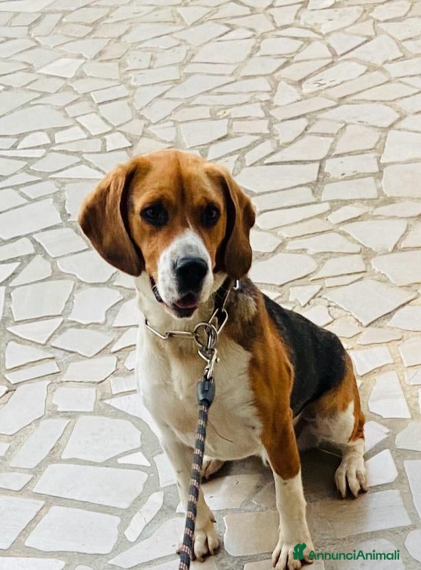 Beagle cani Beagle - Annuncio 2