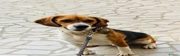 Beagle cani in regalo: Beagle a Provincia di Lecce - Annuncio 1