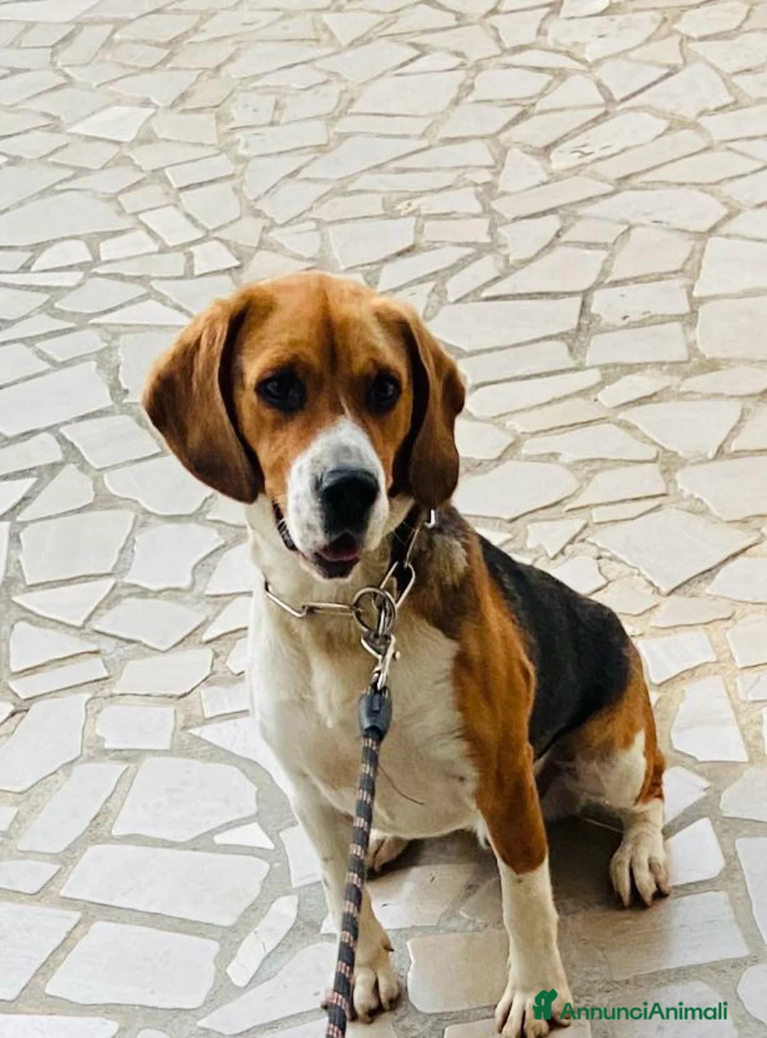 Beagle cani in regalo: Beagle a Provincia di Lecce - Annuncio 1