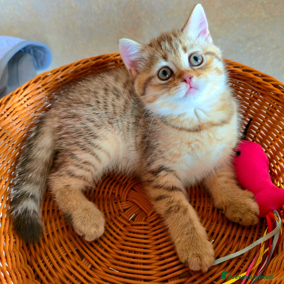 Scottish gatti in vendita: Cuccioli scottish fold e straight  a Provincia di Vicenza - Immagine 29