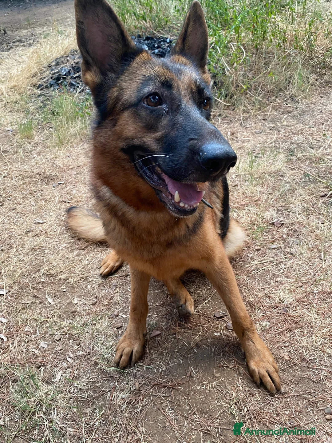 Pastore Tedesco cani in regalo: Portate a casa Kikka ♥️  - Annuncio 2