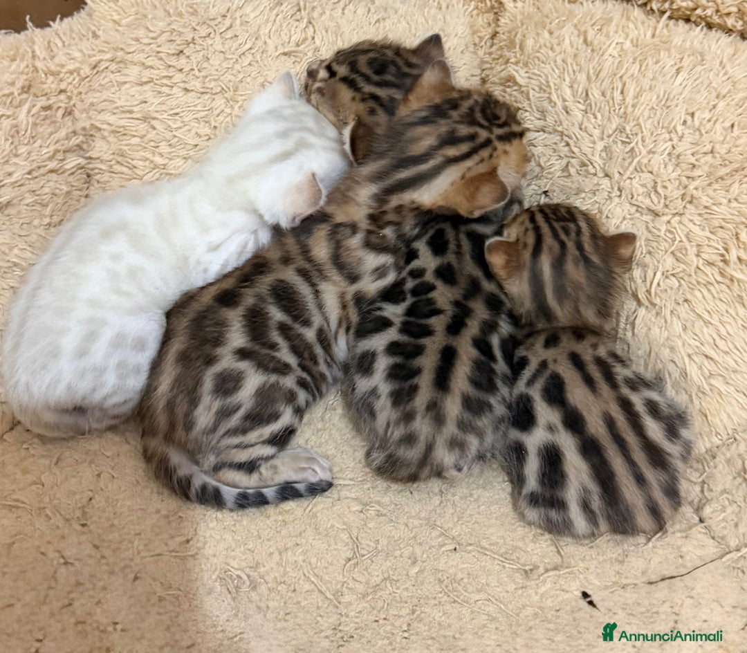 Bengala gatti in vendita: Gatto bengala  - Annuncio 1