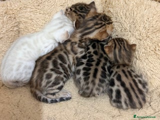Bengala gatti Gatto bengala - Annuncio 11