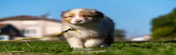 Australian Shepherd cani in vendita: Australian Shepherd  - Annuncio 27