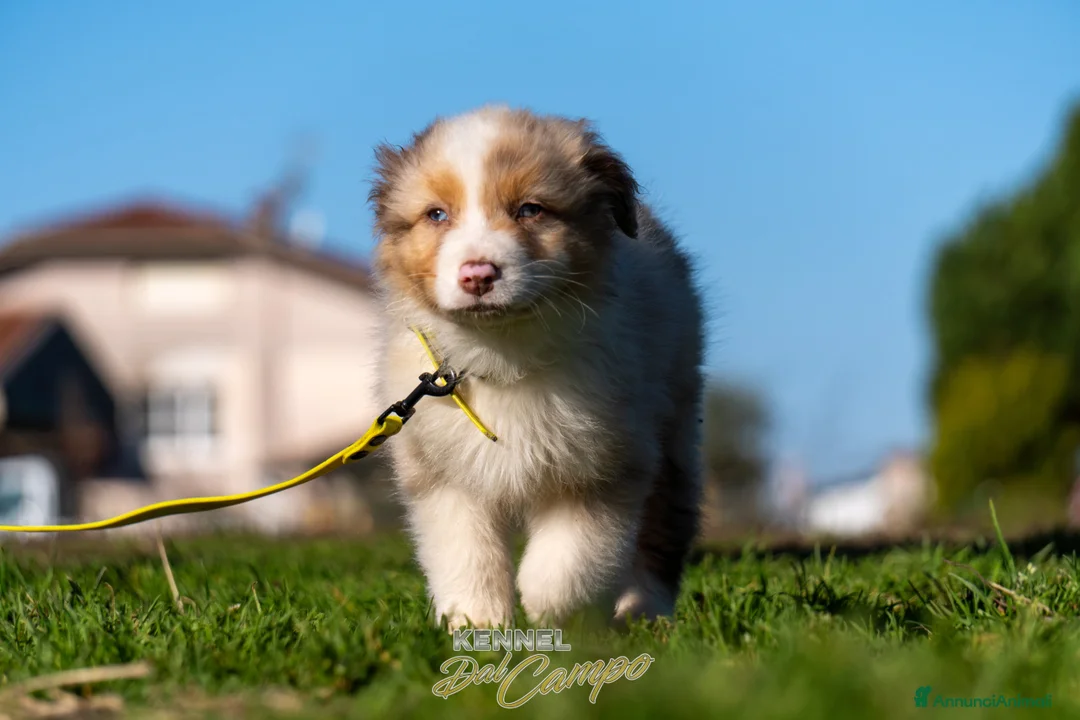 Australian Shepherd cani in vendita: Australian Shepherd  - Annuncio 27