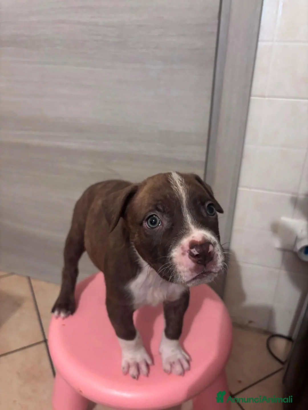 Pitbull cani in vendita: Cuccioli american pitbull terrier  - Annuncio 2