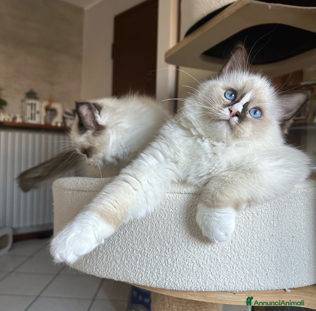 Ragdoll gatti in vendita: Cucciole Ragdoll disponibili subito pedigree  - Annuncio 8
