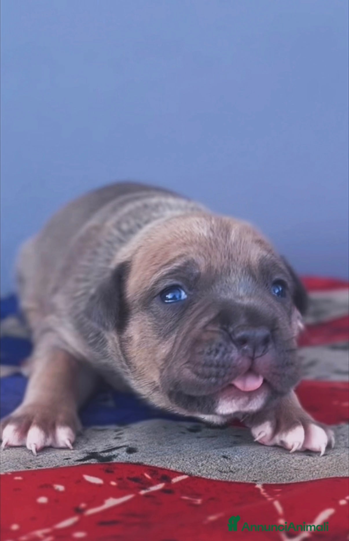 American Staffordshire cani Amstaff cuccioli blu fawn - Annuncio 22