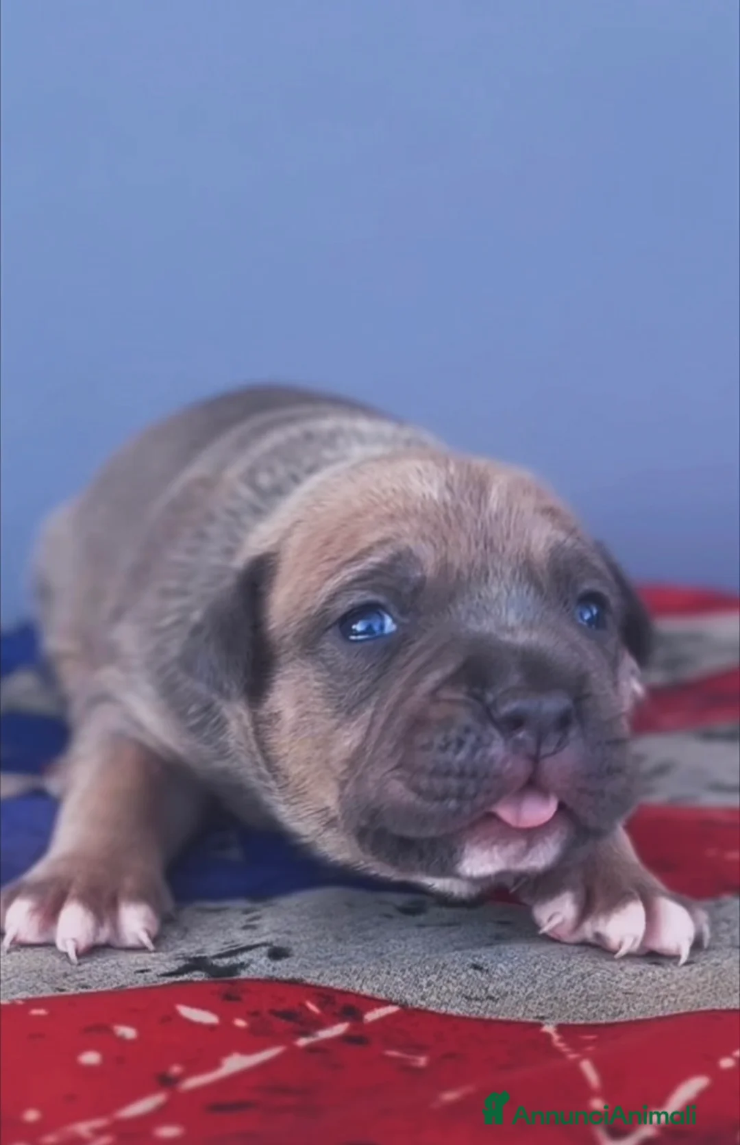 American Staffordshire cani in vendita: Amstaff cuccioli blu fawn - Annuncio 1