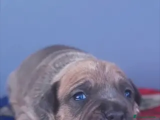 American Staffordshire cani Amstaff cuccioli blu fawn - Annuncio 22