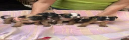 Boxer cani in vendita: Cuccioli boxer a Libero consorzio comunale di Siracusa - Annuncio 4