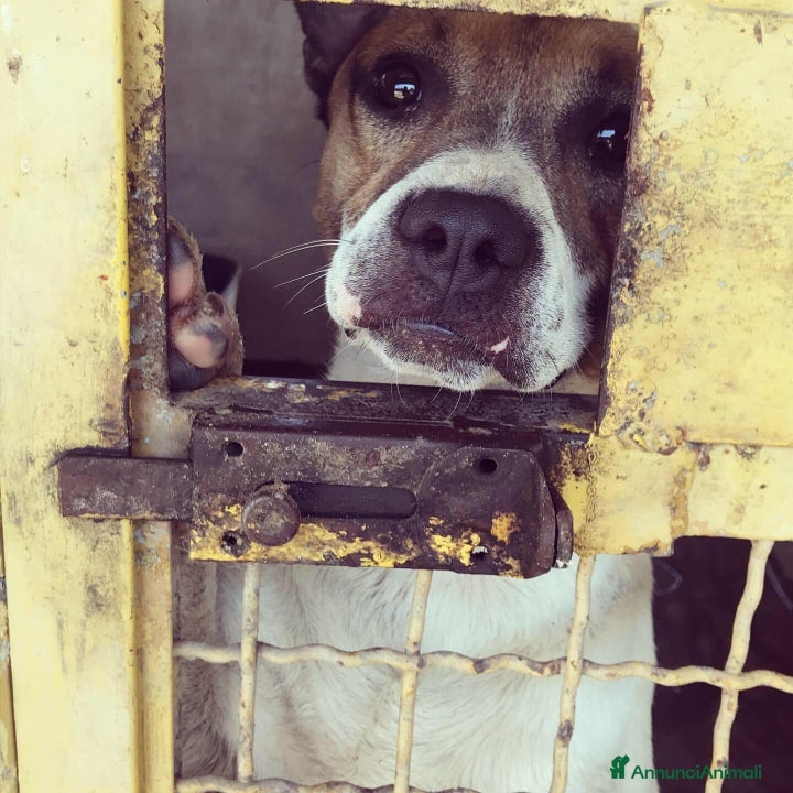 Meticcio cani JACKY, dolcissimo e dimenticato da tutti. - Annuncio 17