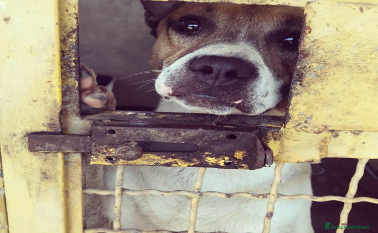 Meticcio cani JACKY, dolcissimo e dimenticato da tutti. - Annuncio 14