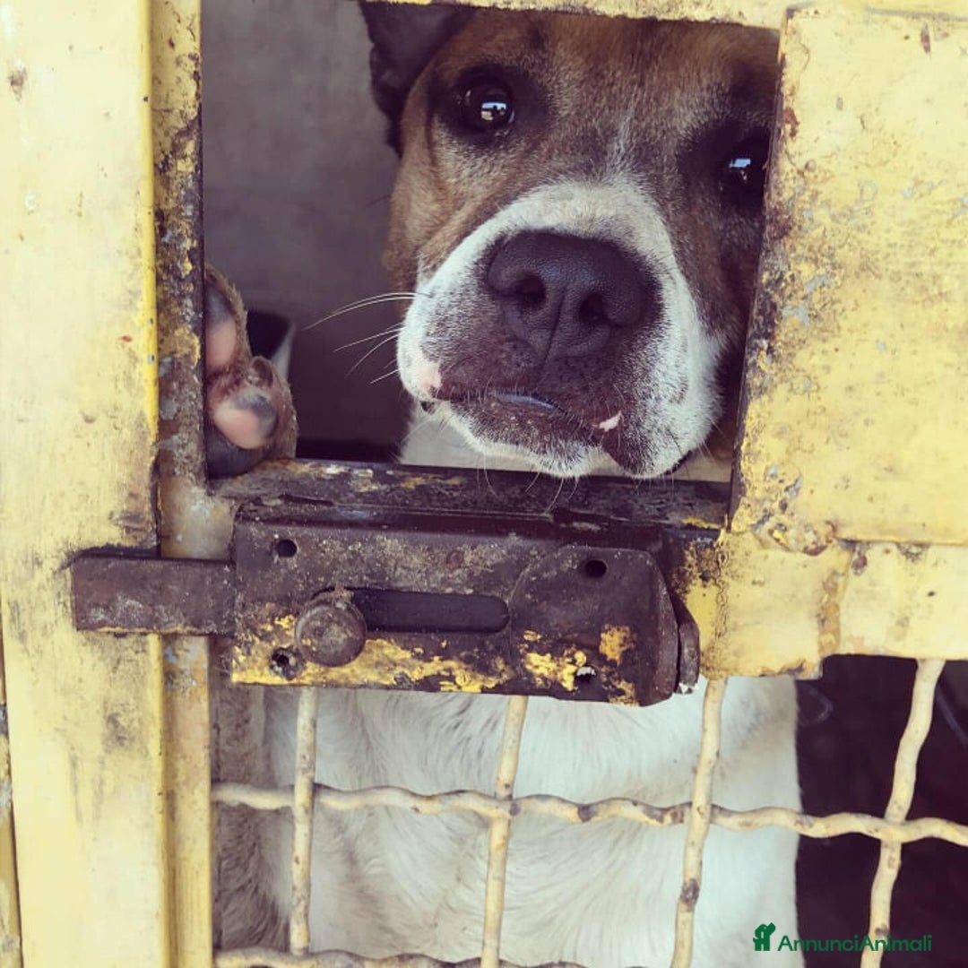 Meticcio cani in regalo: JACKY, dolcissimo e dimenticato da tutti. - Annuncio 1