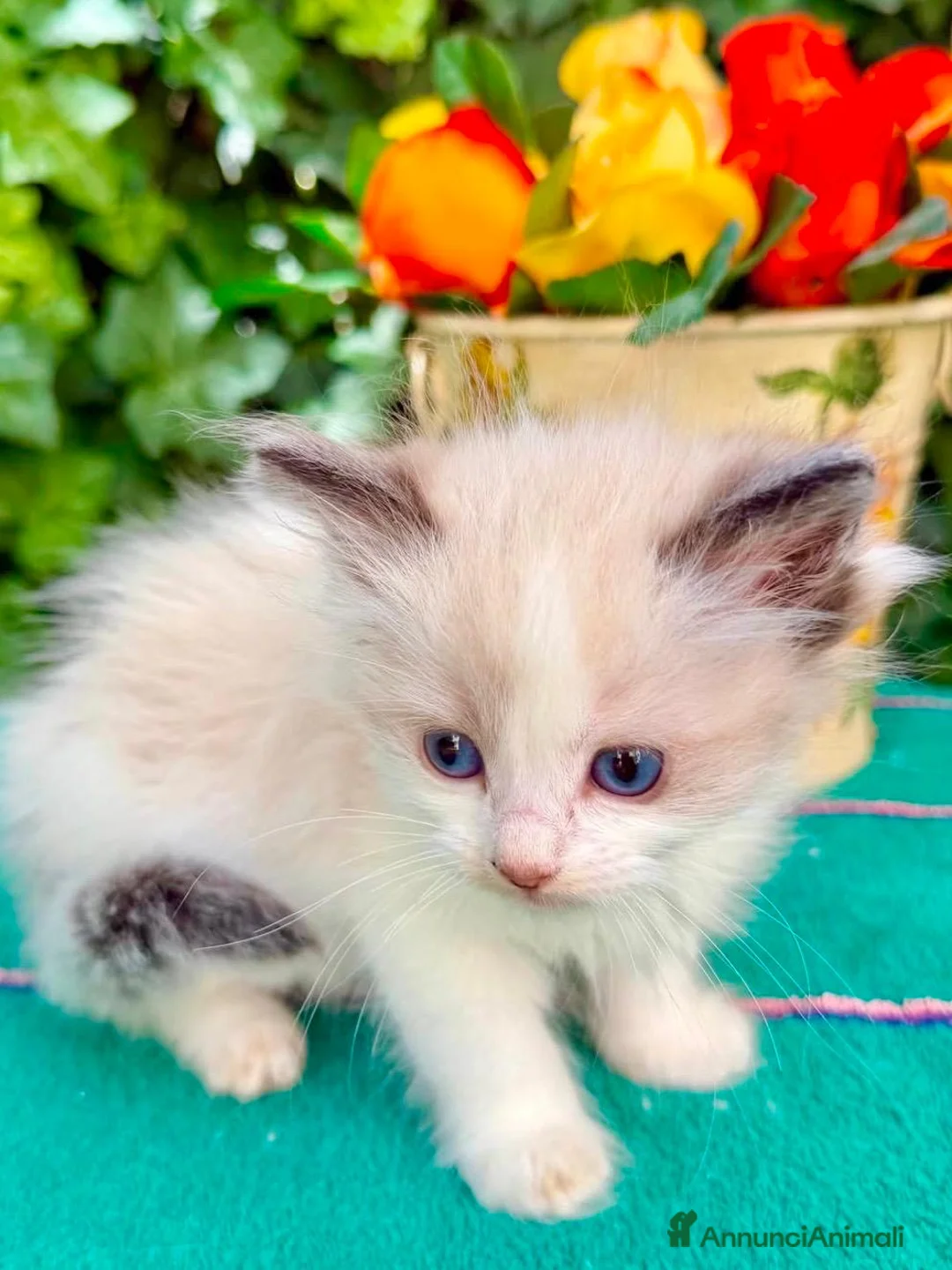 Ragdoll gatti in vendita: cucciola di ragdoll disponibile subito  - Annuncio 2