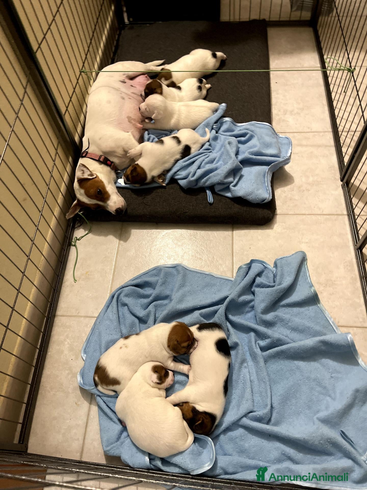 Jack Russell cani CUCCIOLI JACK RUSSEL TERRIER - Annuncio 3