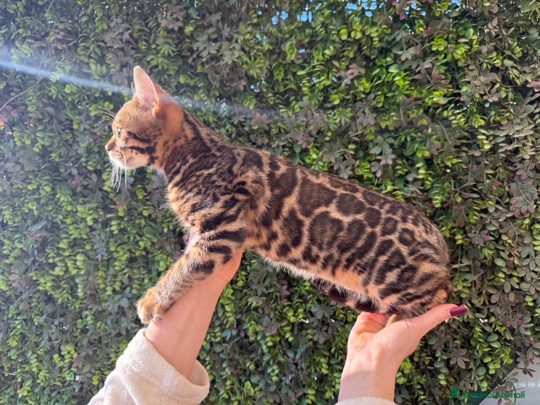 Bengala gatti in vendita: Gattina bengala brown spotted tabby  - Annuncio 14