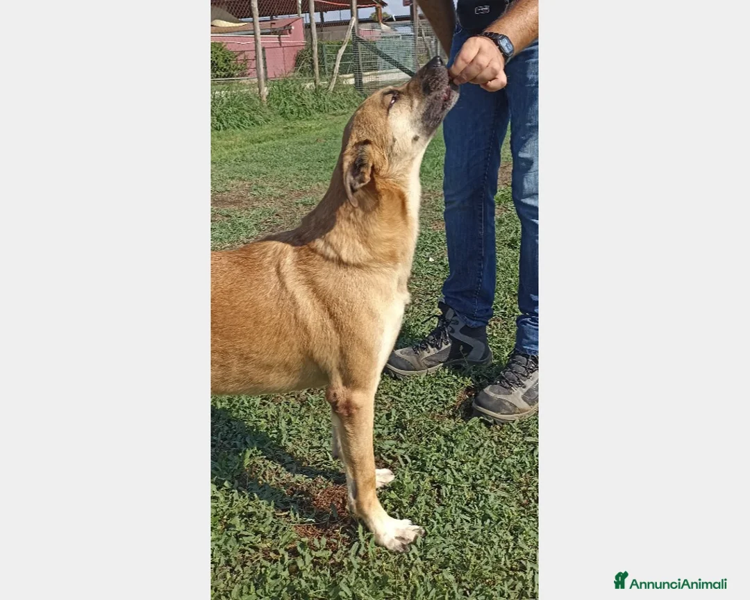 Meticcio cani in regalo: Amos bellissimo meticcio aspetta  una famiglia a Latina - Annuncio 2