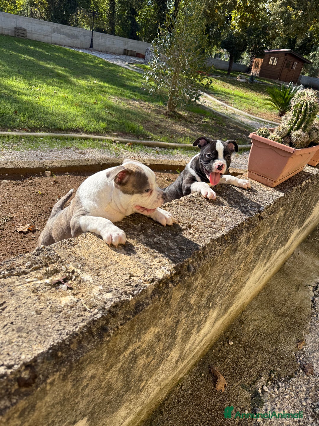 American Bully cani in vendita: Americabully  - Annuncio 4
