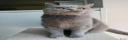 British gatti in vendita: British femmina rehoming - Annuncio 4