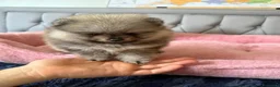 Volpino Pomerania cani in vendita: Cuccioli di Pomerania - Annuncio 27