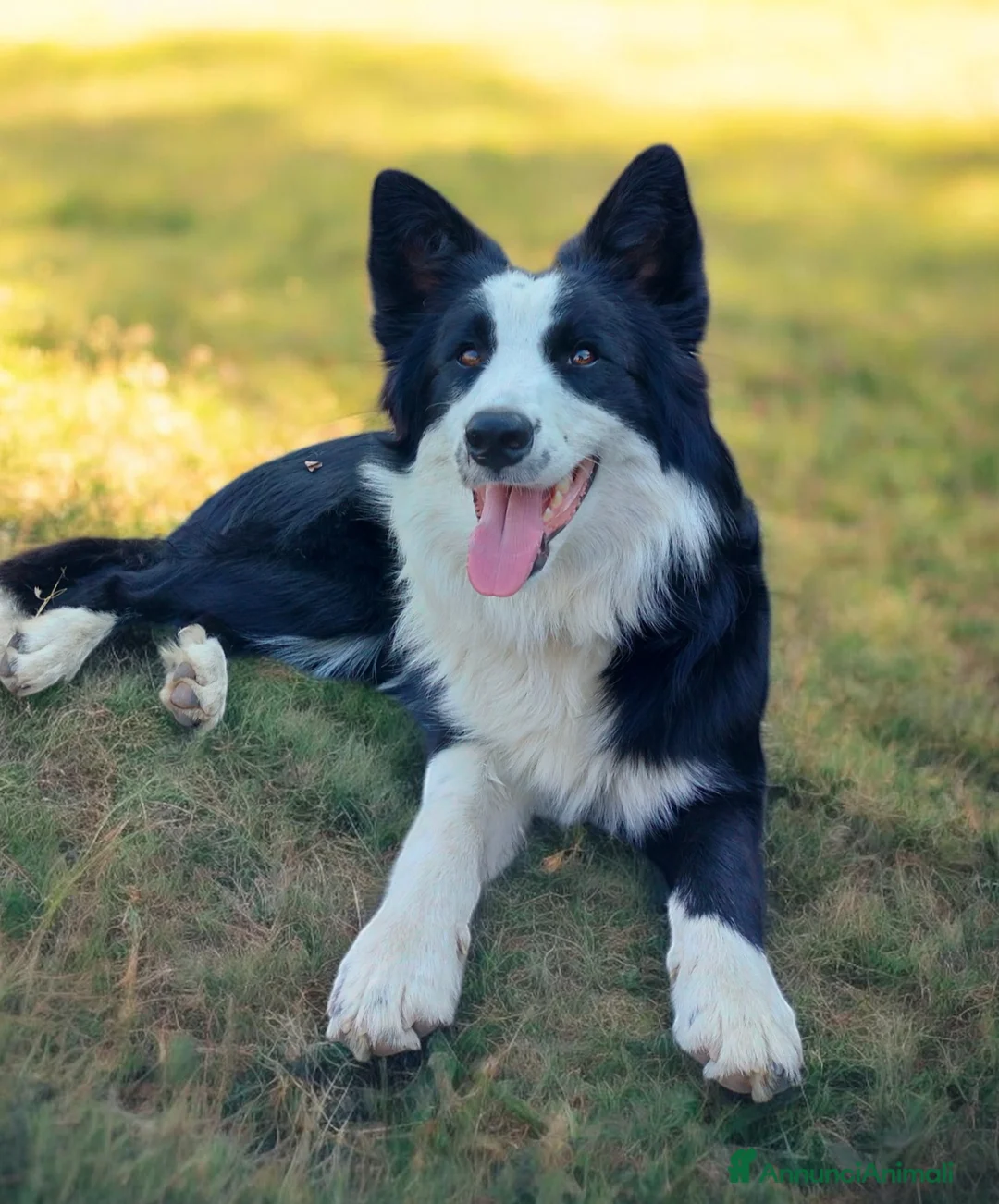 Border Collie cani in vendita: Cucciolo di border collie blue merle  - Annuncio 2