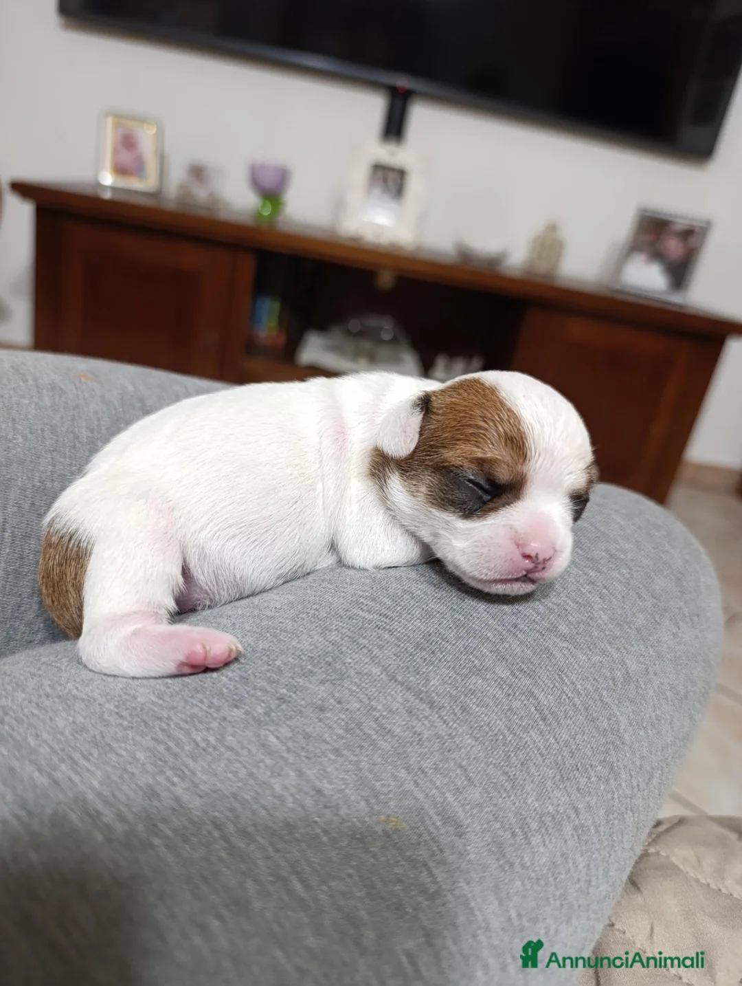 Chihuahua cani in vendita: Chihuahua maschio pelo corto  a Libero consorzio comunale di Siracusa - Annuncio 7