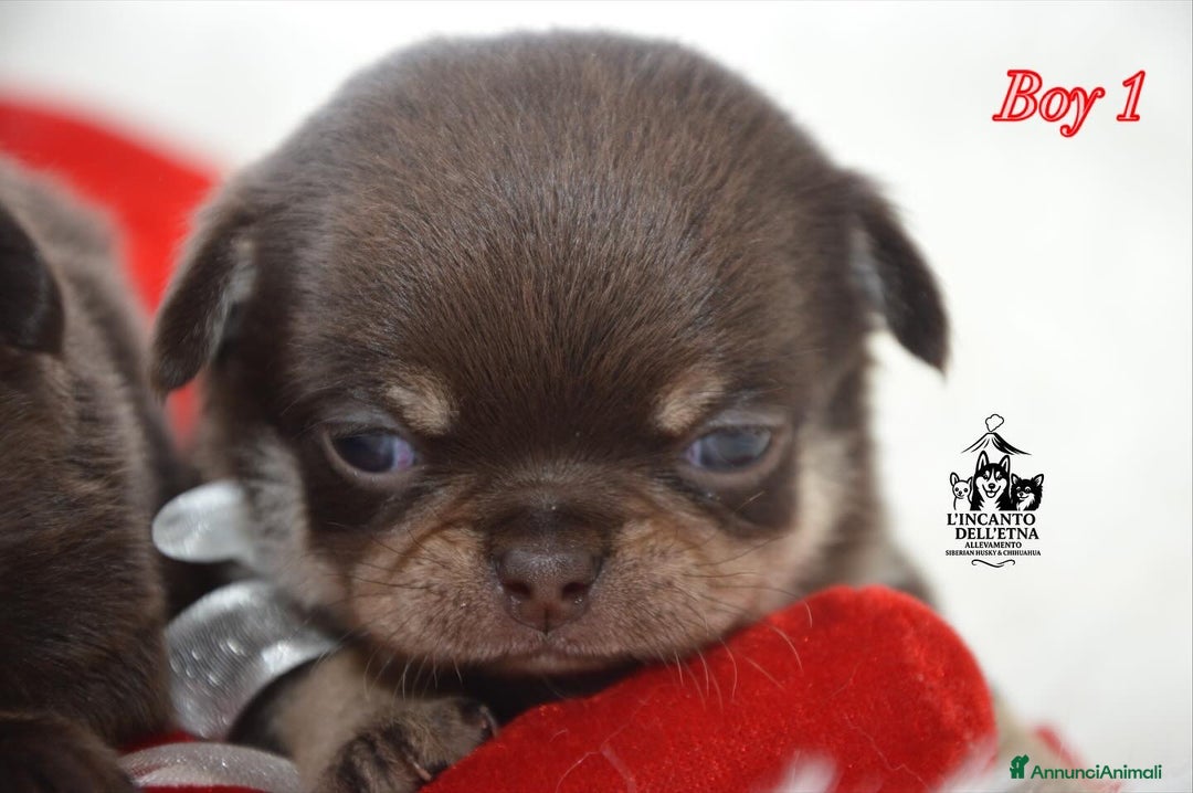 Chihuahua cani in vendita: Chihuahua linea russa pedigree Enci  - Annuncio 5