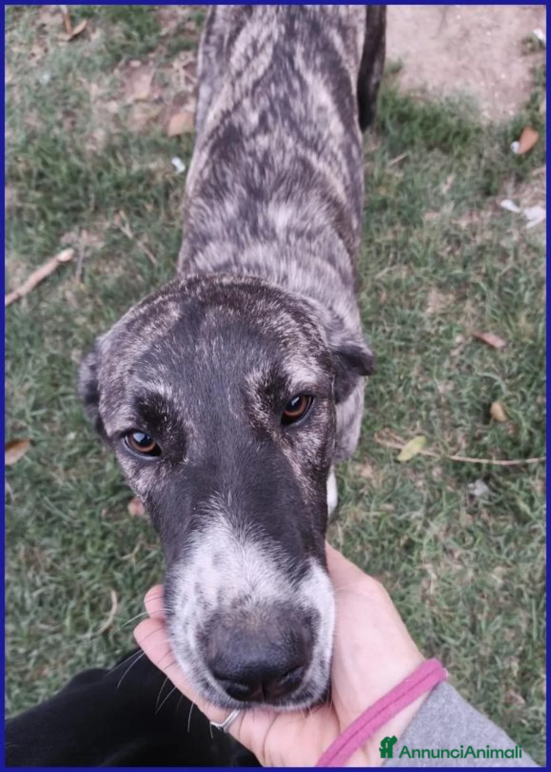 Meticcio cani in regalo: VESPA CUCCIOLOTTA 6-7 MESI SOGNA SOLO UNA FAMIGLIA - Annuncio 7