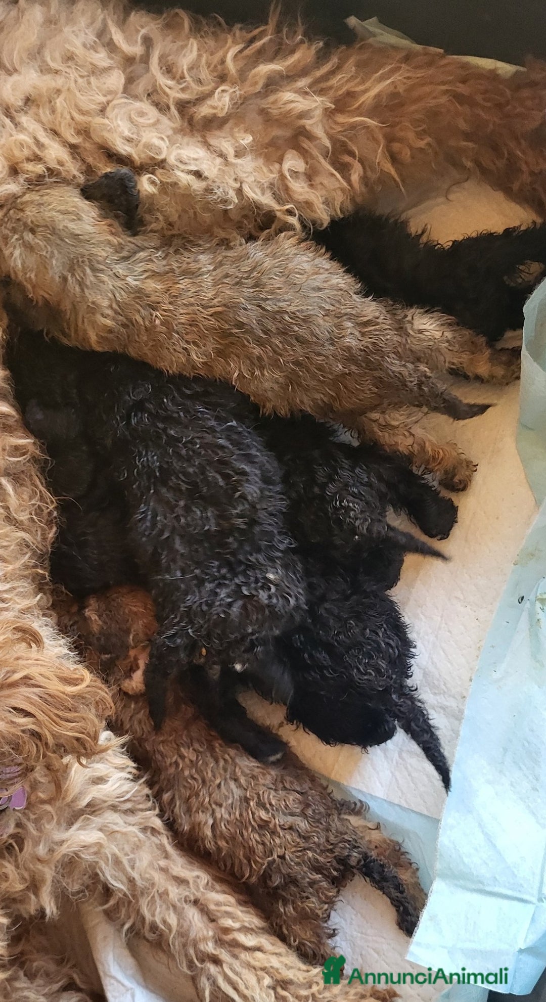 Barboncino cani in vendita: cuccioli di barboncino - Annuncio 3