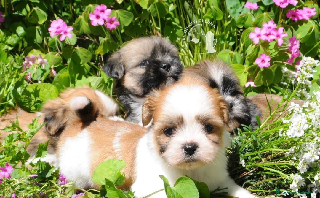 Maltipoo cani in vendita: Tre Quarti di Luna Barboncino Maltipoo Lhasa Apso - Annuncio 1