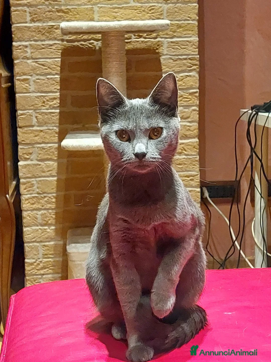 Certosino gatti in vendita: Vendita cuccioli certosini con pedigree' ANFI - Annuncio 2