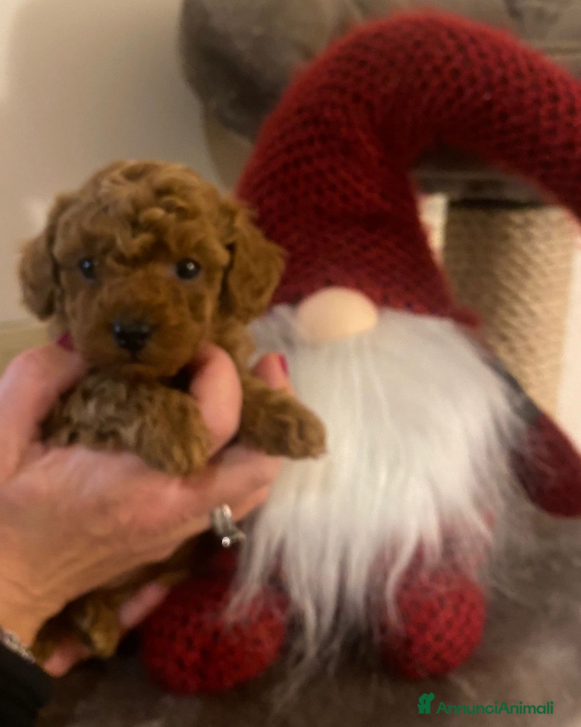 Barboncino cani Barboncina femmina Vera Toy con pedigree ENCI  a Provincia di Treviso - Annuncio 8