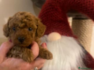 Barboncino cani Barboncina femmina Vera Toy con pedigree ENCI a Provincia di Treviso - Annuncio 7